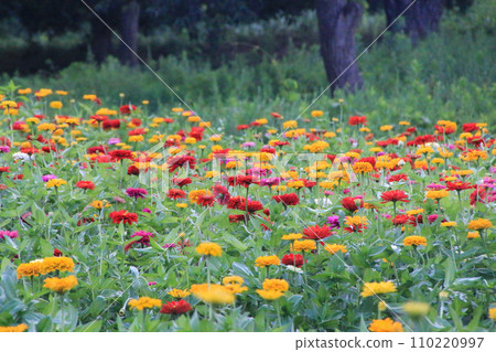 Hitachi Seaside Park 110220997
