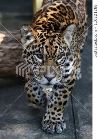 jaguar walking 110221269