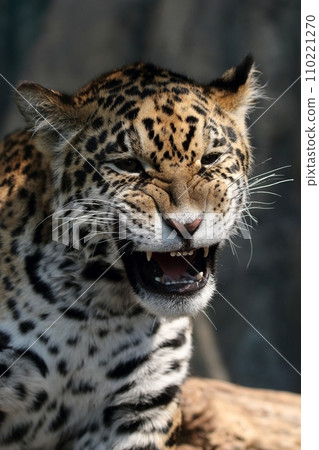 Portrait of a stern looking jaguar 110221270