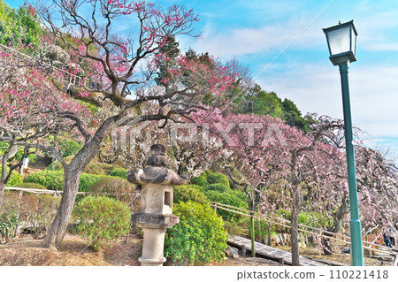 Outdoor lights highlighting the plum blossoms in full bloom in Ikegami Plum Garden in early spring in Ota Ward, Tokyo 110221418