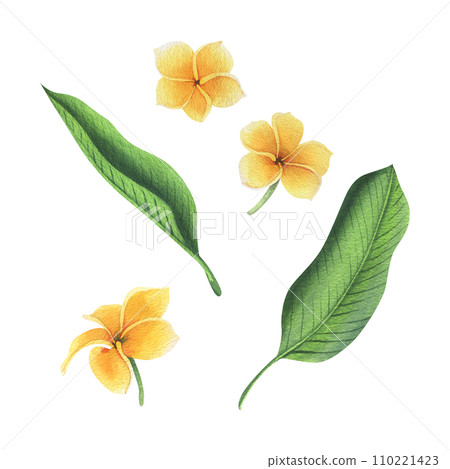 Tropical flowers and leaves of plumeria, frangipani bright juicy yellow, green. Hand drawn watercolor botanical illustration. Set of isolated elements on a white background. Tropical flowers and leaves of plumeria, frangipani bright juicy yellow, green. Hand drawn watercolor botanical illustration. Set of isolated elements on a white background. 110221423