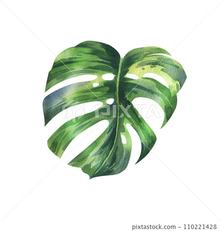 Tropical palm leaves, monstera bright juicy green. Hand drawn watercolor botanical illustration. Isolated element on a white background. Tropical palm leaves, monstera bright juicy green. Hand drawn watercolor botanical illustration. Isolated element on a white background. 110221428