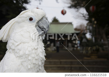2024 第一次鸚鵡 太白鸚鵡 第一次鸚鵡鳥 2024 第一次鸚鵡 太白鸚鵡 第一次鸚鵡鳥 110221510