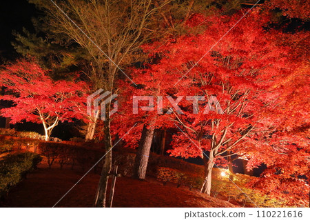 Plains of Yamanakako Village, Minamitsuru District, Yamanashi Prefecture, Asahigaoka Lakeside Green Park on the shore of Lake Yamanaka, maple trees illuminated at sunset during the Beach Autumn Foliage Festival Plains of Yamanakako Village, Minamitsuru District, Yamanashi Prefecture, Asahigaoka Lakeside Green Park on the shore of Lake Yamanaka, maple trees illuminated at sunset during the Beach Autumn Foliage Festival 110221616