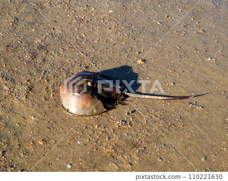 風景與鱟 風景與鱟 110221630