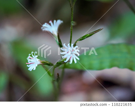 有熊的風景 110221635