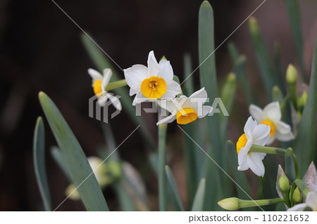 冬季花園裡盛開的白色水仙花 冬季花園裡盛開的白色水仙花 110221652