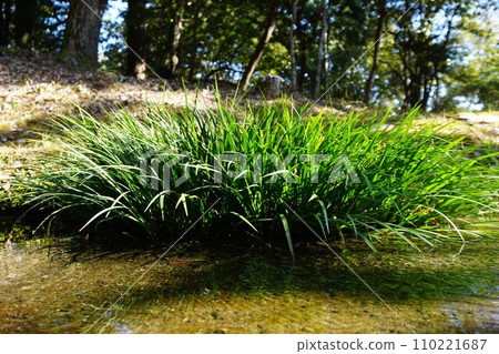 「Skisho」喜歡生長在山澗、水道沿岸等濕地。 110221687