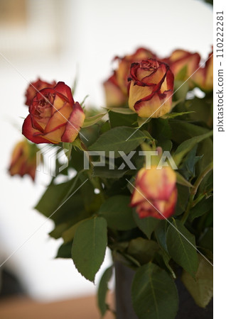 Yellow-red roses in a vase in detail Yellow-red roses in a vase in detail 110222281
