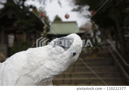 2024 First time parrot Taihaku parrot First time cockatoo bird 110222377