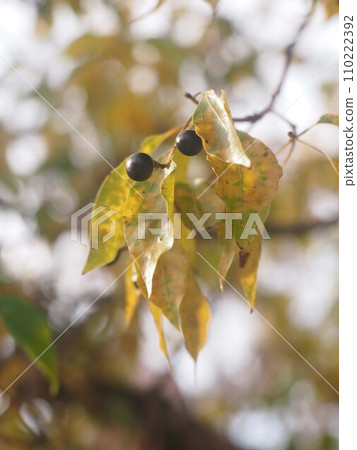 沐浴在柔和的冬日陽光下的樟樹（帶有雜色葉子和黑色漿果的樟樹） 110222392