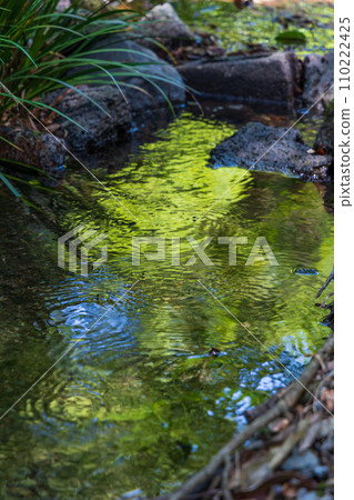春天的靜岡縣三島市，源北川綠意盎然 110222425
