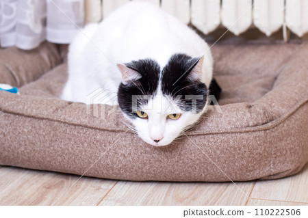 A white cat is lying in a bed 110222506