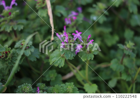 冬天田野裡盛開的紅色hotokenoza花 110222548