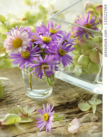 hydrangea and chrysanthemum 110222564