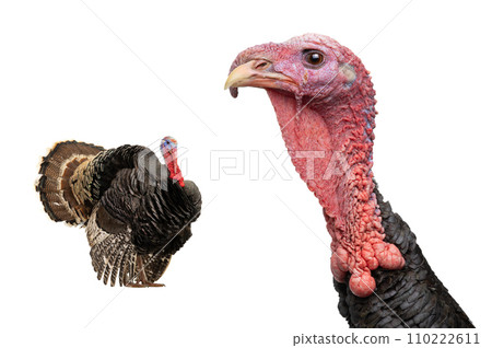 portrait bronze male turkey isolated on a white background 110222611