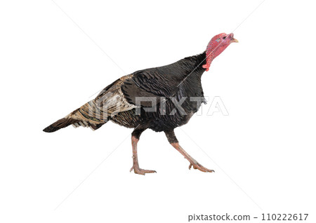 walking male bronze turkey isolated on white background 110222617