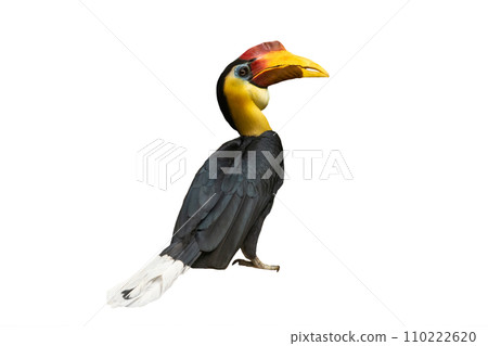 wrinkled hornbill isolated on white background 110222620