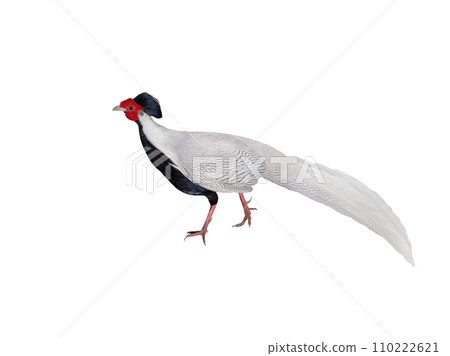 silver pheasant (lophura nycthemera) isolated on white background 110222621