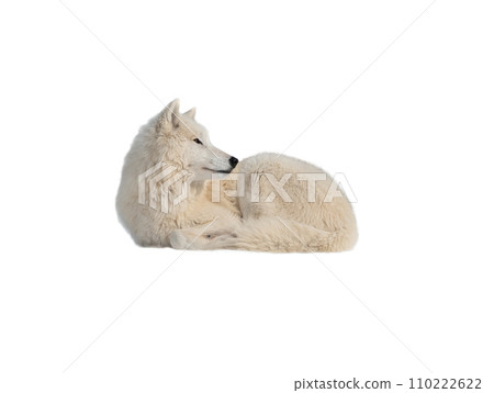 Polar white wolf isolated on white background 110222622