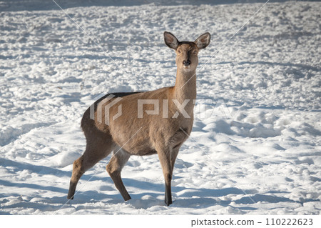 deer female deer the backdrop of a snowy forest 110222623