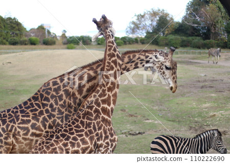 兩隻友善的長頸鹿 110222690