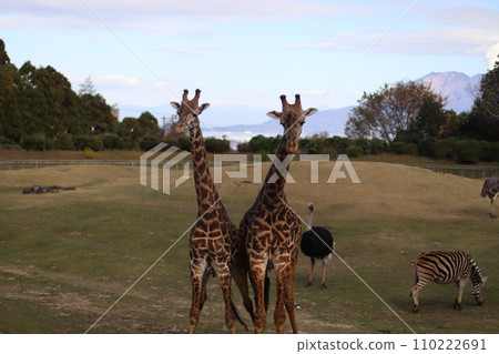 長頸鹿就像雙胞胎一樣親密 110222691