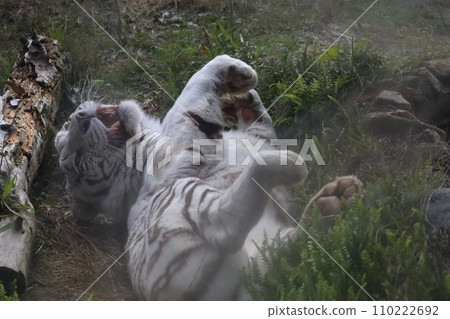 白老虎躺著打著大哈欠 110222692