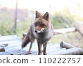 酷狐狸 110222757