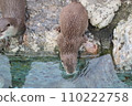水獺進入水中 110222758
