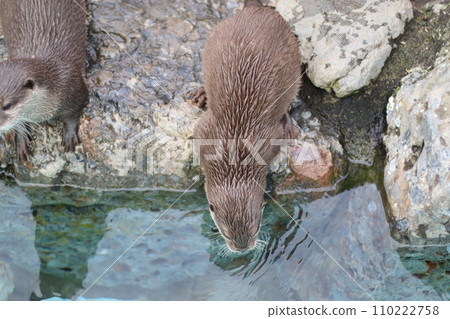 水獺進入水中 水獺進入水中 110222758