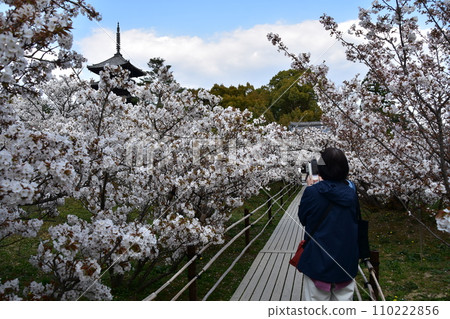 春天的日本京都,世界遺產仁和寺,盛開的大室櫻花,重要文化財產五層寶塔。一位女士用智慧型手機拍照。 春天的日本京都,世界遺產仁和寺,盛開的大室櫻花,重要文化財產五層寶塔。一位女士用智慧型手機拍照。 110222856
