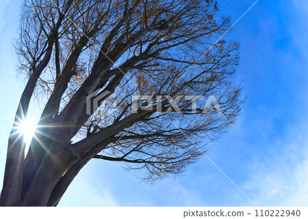 Winter zelkova and sunlight filtering through the leaves 110222940
