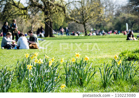Daffodils bloom in a park where people gather in early spring at Osterley Park on the outskirts of London Daffodils bloom in a park where people gather in early spring at Osterley Park on the outskirts of London 110223080