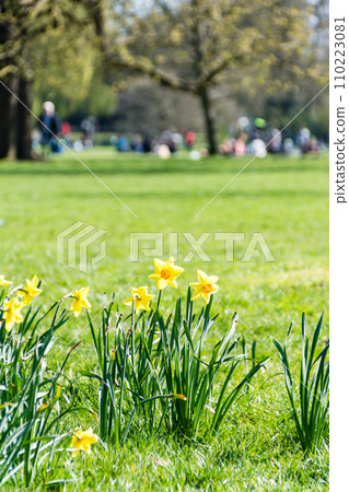 Daffodils bloom in a park where people gather in early spring at Osterley Park on the outskirts of London Daffodils bloom in a park where people gather in early spring at Osterley Park on the outskirts of London 110223081