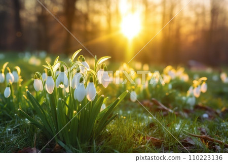 AI-generated content. snowdrops in park on a sunny day background in spring 110223136