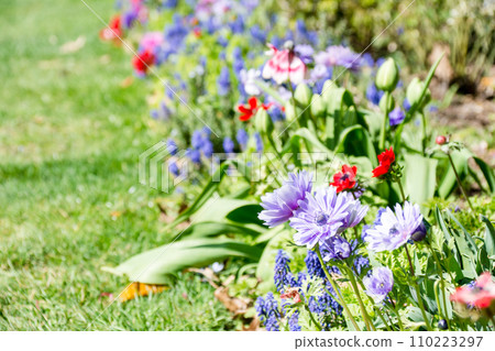 A flower bed with flowers of various colors such as red and purple blooming under bright sunlight at Osterley Park on the outskirts of London A flower bed with flowers of various colors such as red and purple blooming under bright sunlight at Osterley Park on the outskirts of London 110223297