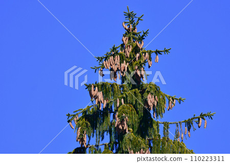 spruce pine cone spruce pine cone 110223311