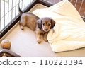 小狗臘腸犬 110223394