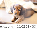 看著相機的小臘腸犬 110223403
