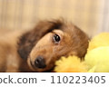 臘腸犬用洋娃娃當枕頭睡覺 110223405
