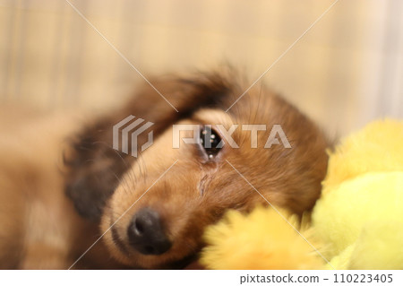 臘腸犬用洋娃娃當枕頭睡覺 臘腸犬用洋娃娃當枕頭睡覺 110223405