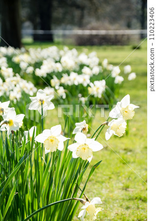 倫敦郊區奧斯特利公園，明亮的陽光下盛開的亮白色喇叭水仙花 110223406