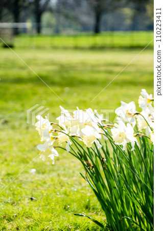 Bright white trumpet daffodils in full bloom under the bright sunlight at Osterley Park on the outskirts of London 110223411