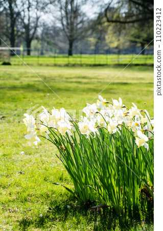 Bright white trumpet daffodils in full bloom under the bright sunlight at Osterley Park on the outskirts of London 110223412