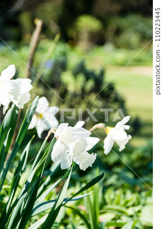 倫敦郊區奧斯特利公園，明亮的陽光下盛開的亮白色喇叭水仙花 110223445