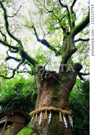 He is affectionately known as the mythical ``Atsuta-san''... Atsuta Shrine's sacred tree ``Okusunoki'' 110223754