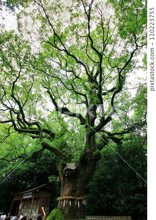 He is affectionately known as the mythical ``Atsuta-san''... Atsuta Shrine's sacred tree ``Okusunoki'' 110223755