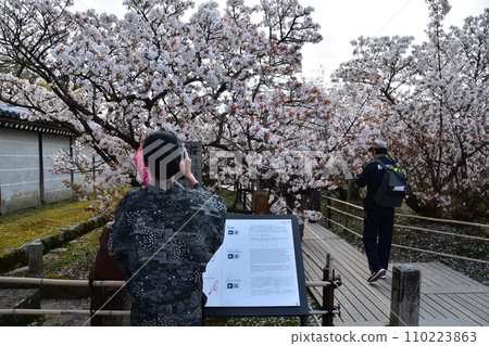 Kyoto in spring in Japan, Ninnaji Temple, a world heritage site, Omuro cherry blossoms in full bloom and a tourist woman wearing a kimono taking a photo with her smartphone 110223863