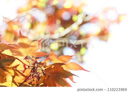 Bright autumn leaves Bright autumn leaves 110223969